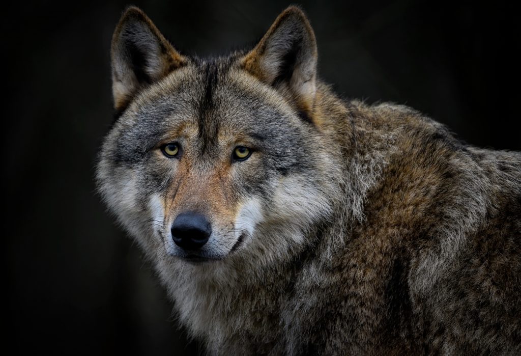 momma wolf